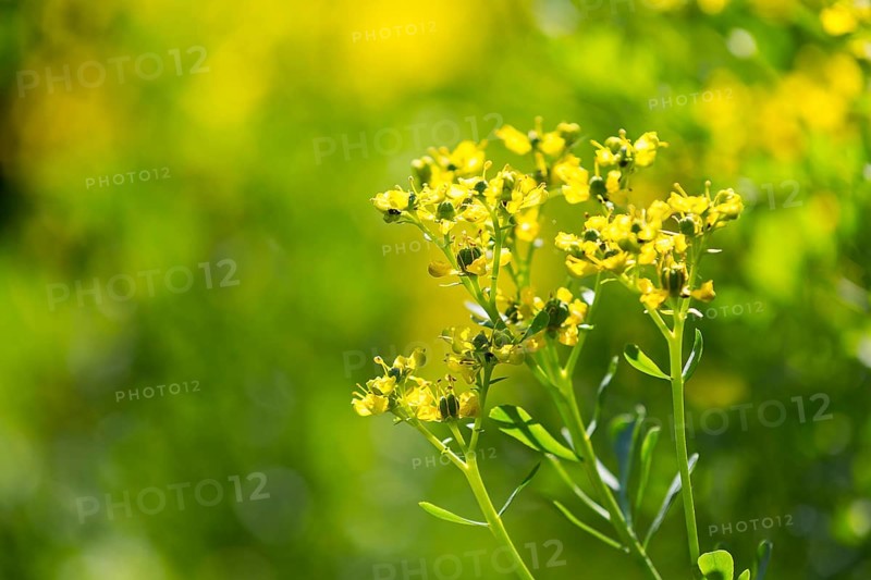 Common rue (Ruta graveolens) in flower