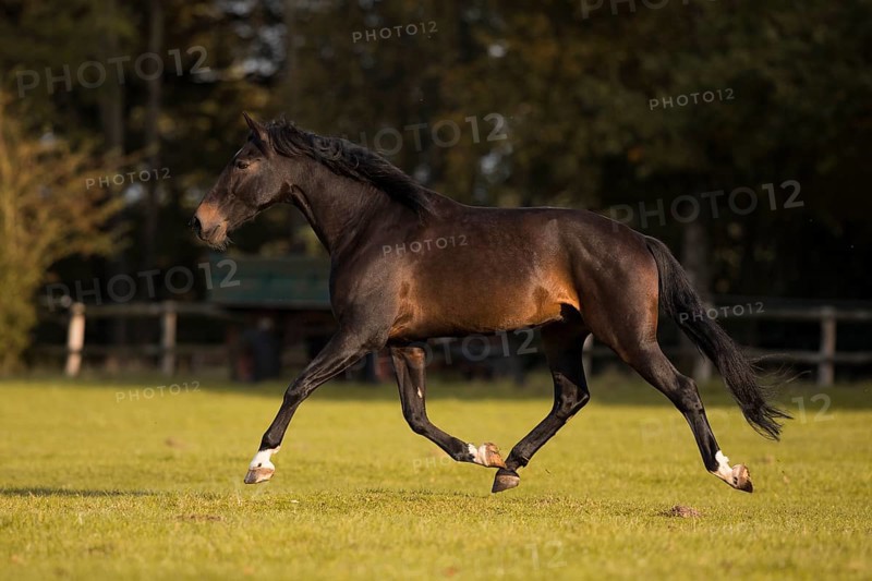 Brown P.R.E. gelding in movement in autumn