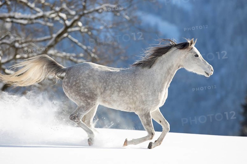 Thoroughbred Arabian mare grey in snow