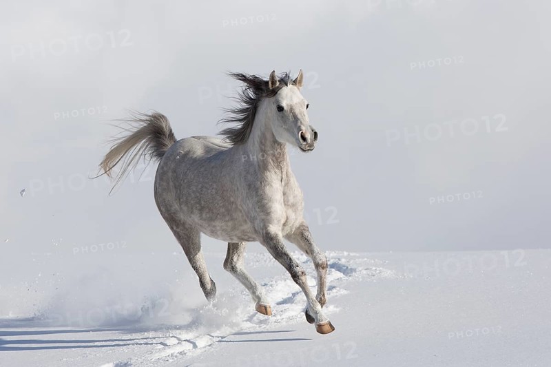 Thoroughbred Arabian mare grey in snow