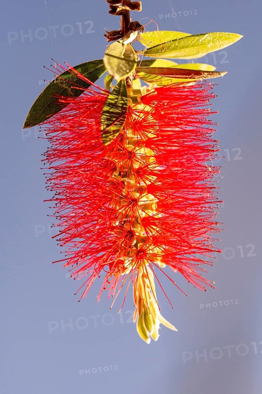 Bottlebrush (Callistemon) glows in the sunshine