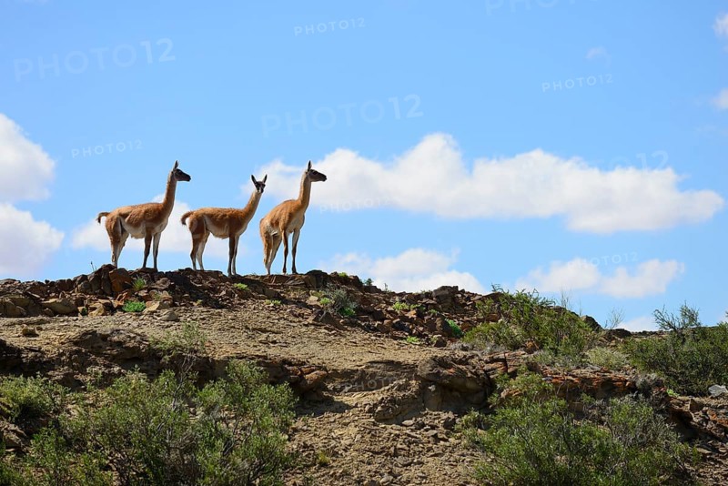 Three Guanacos (Llama guanicoe) keep watch