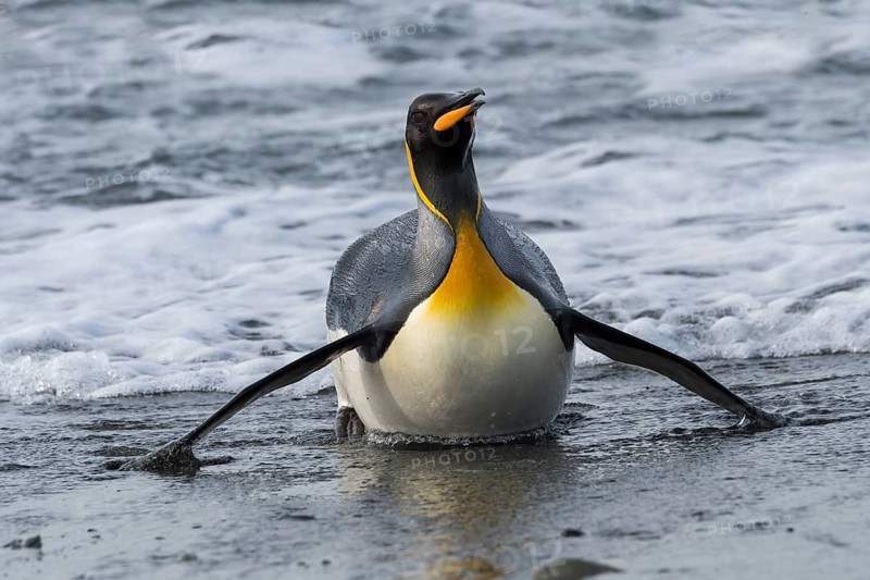 King Penguin (Aptenodytes patagonicus) coming out of the water