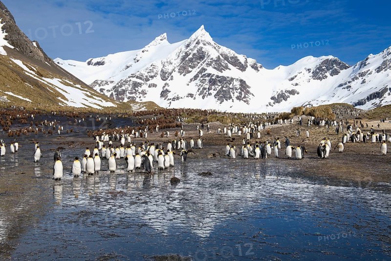 King Penguins (Aptenodytes patagonicus) and snow covered mountains