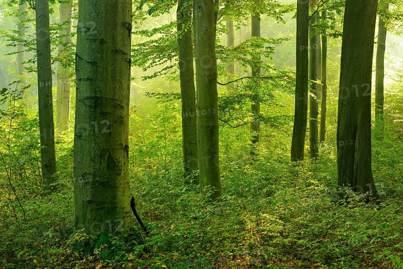 Old beech forest with beginning rejuvenation