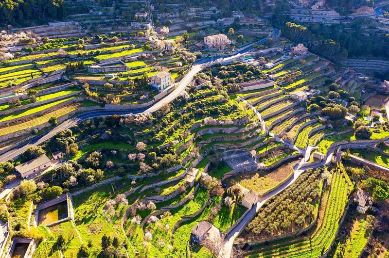 Terraced fields in Banyalbufar