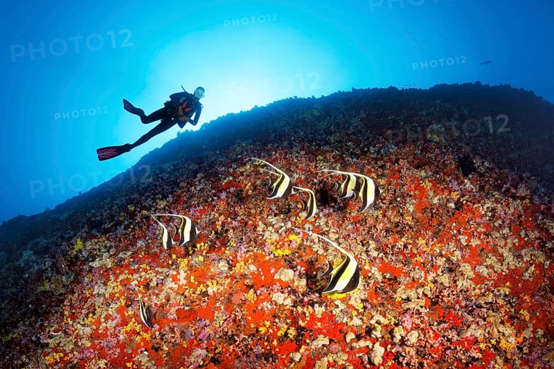 Diver observes Moorish idols (Zanclus cornutus) looking for food between corals and sponges on a steep face