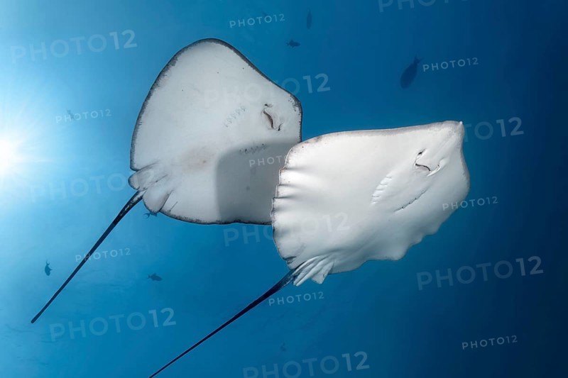 Left Blackspotted stingray (Taeniura meyeni)
