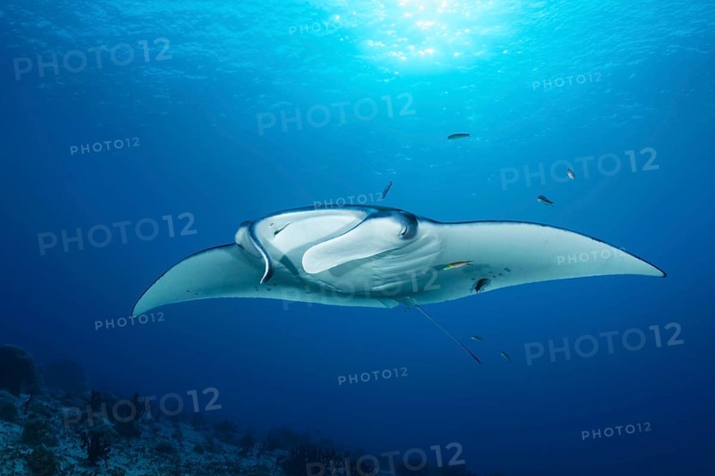Reef manta ray (Manta alfredi) from front