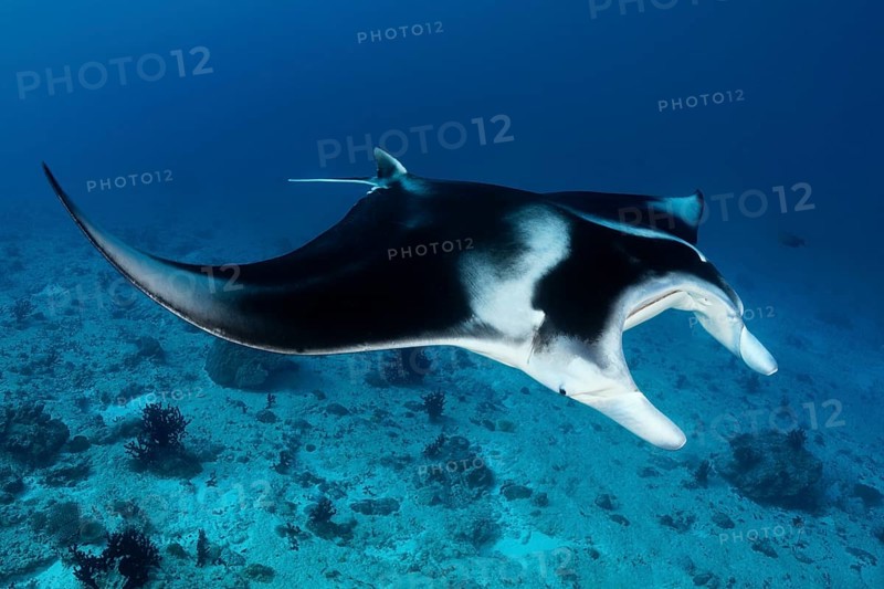 Reef manta ray (Manta alfredi) swims over coral reef
