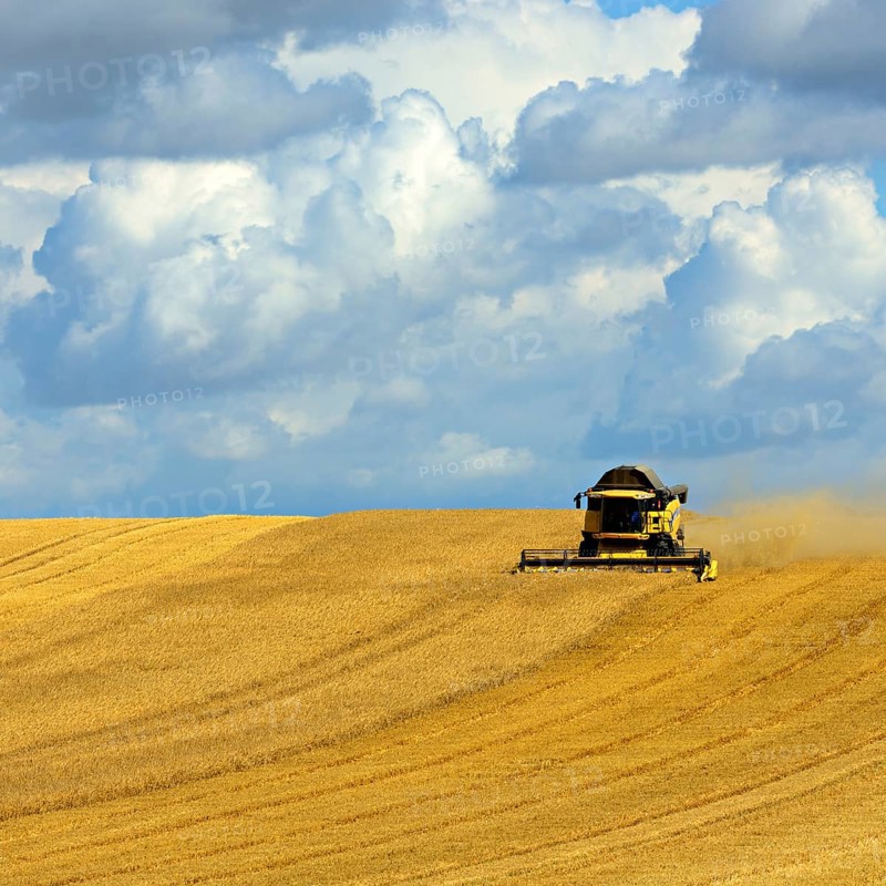 Combine harvester in cornfield harvests barley