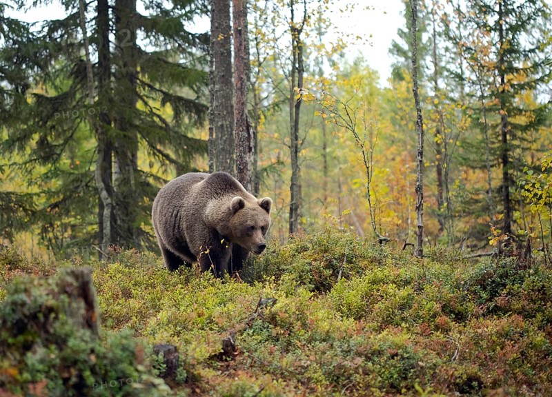 Brown bear (Ursus arctos)