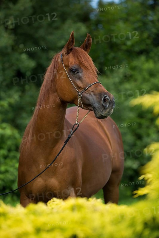 Portrait of a thoroughbred Arabian chestnut mare