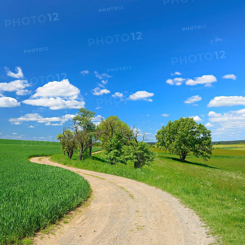 Field path through cultivated landscape in spring