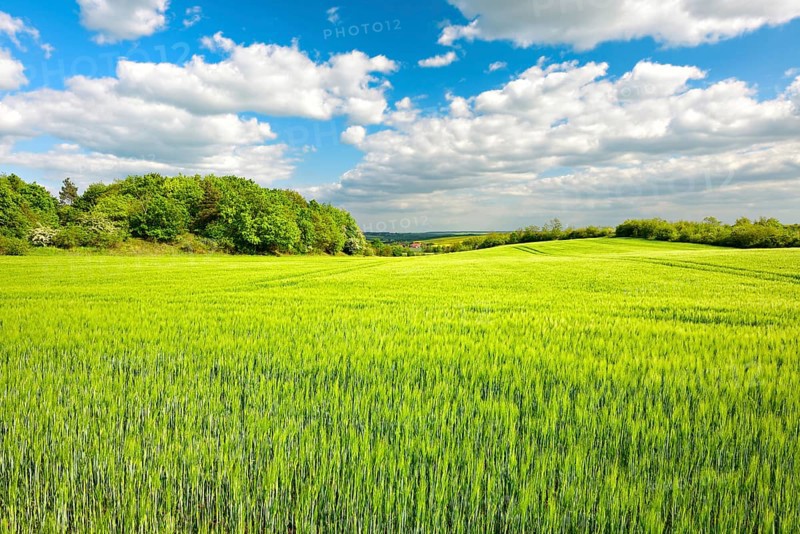 Green barley field bordered by hedges in spring