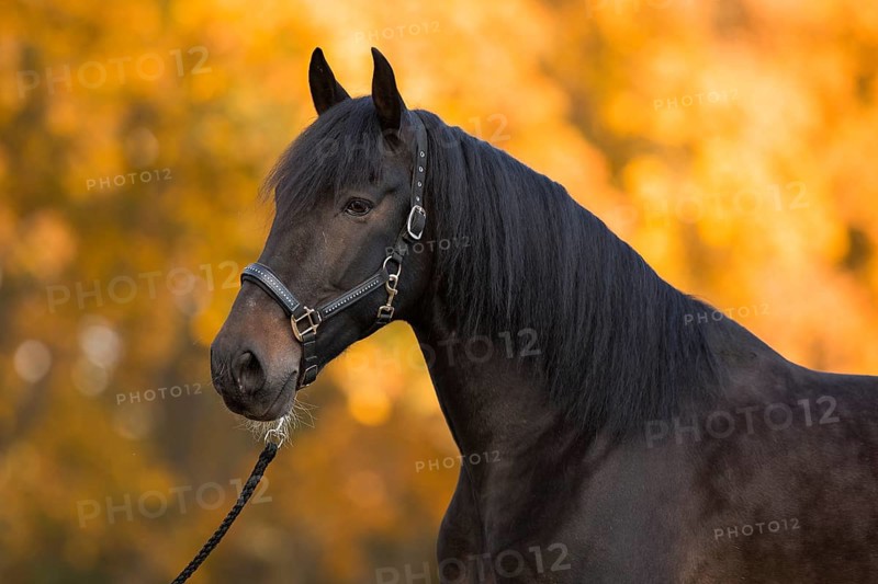 Brown P.R.E. gelding in portrait in autumn
