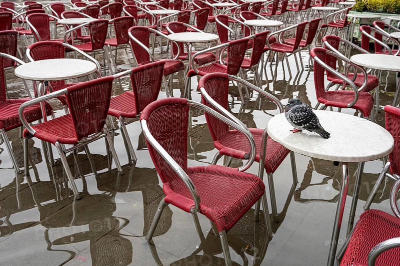 Dove sits undisturbed on a table at Acqua alta