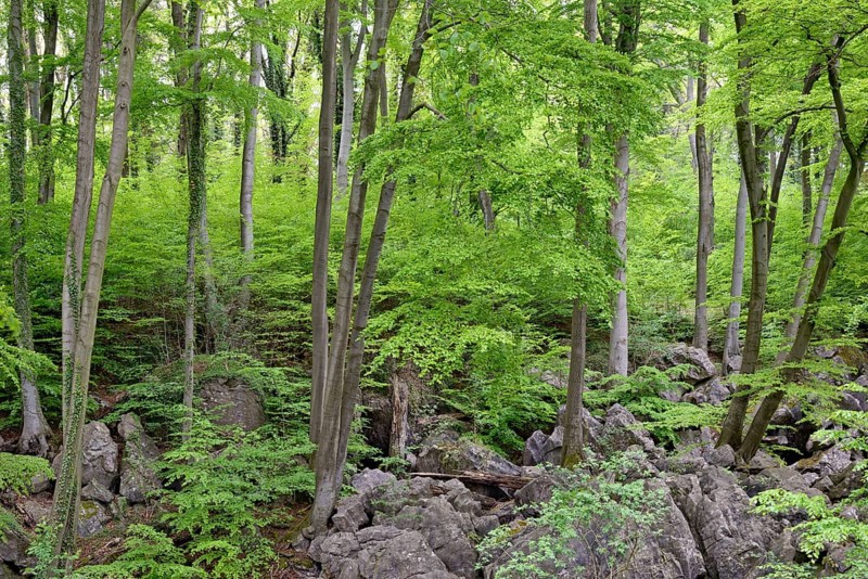 Rugged rock landscape in deciduous forest with Common beeches (Fagus sylvatica)