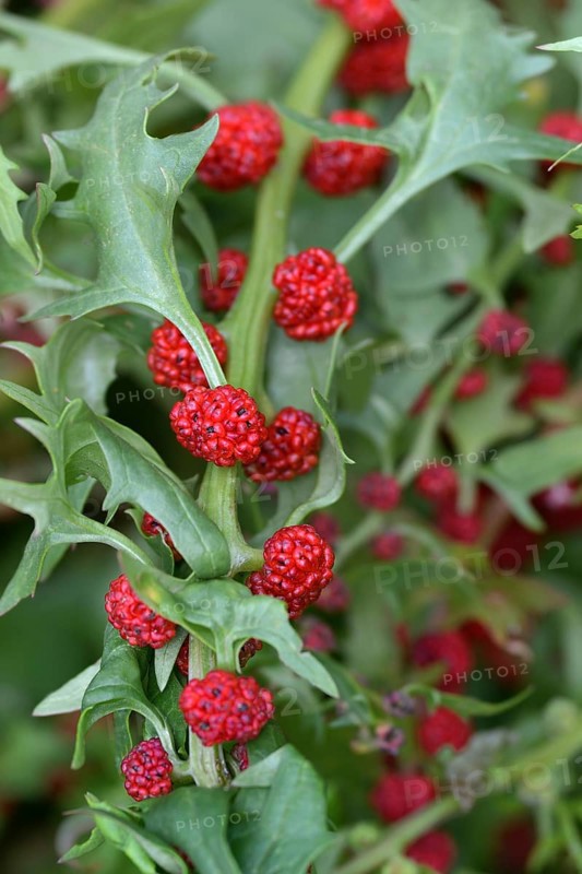 Leafy goosefoot (Blitum virgatum)