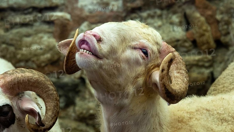 Flehming sheep with horns