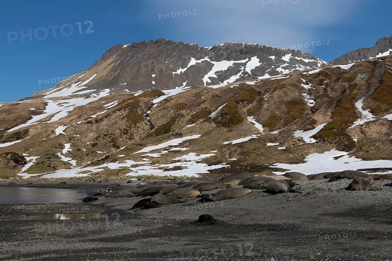 Group of Southern Elephant seals (Mirounga leonina) on a graveled beach