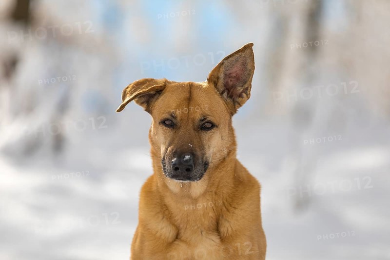 Mixed breed dog