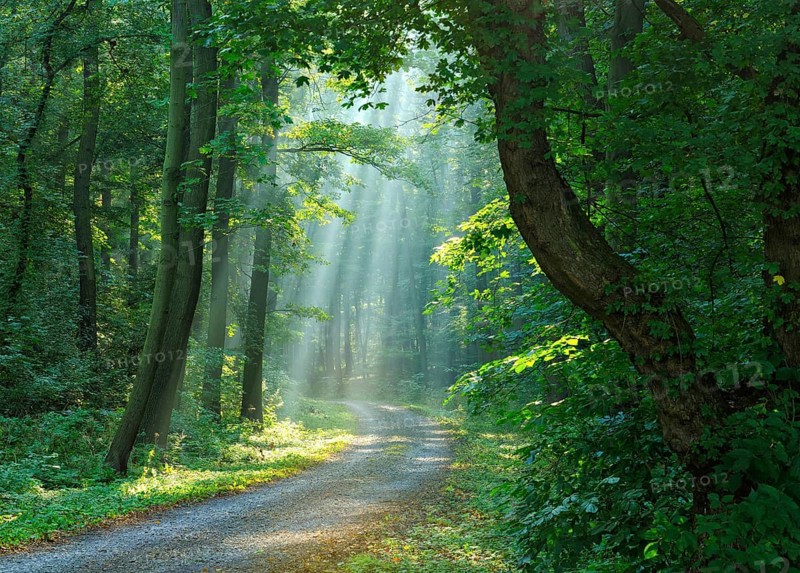 Hiking trail through light-flooded forest