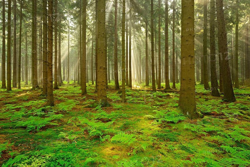 Sun shines through light spruce forest
