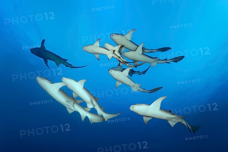 Swarm Tawny nurse sharks (Nebrius ferrugineus)