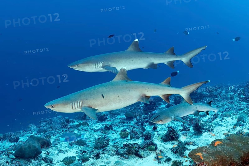Three Whitetip reef sharks (Triaenodon obesus)