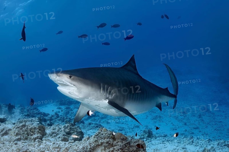 Tiger Shark (Galeocerdo cuvier)