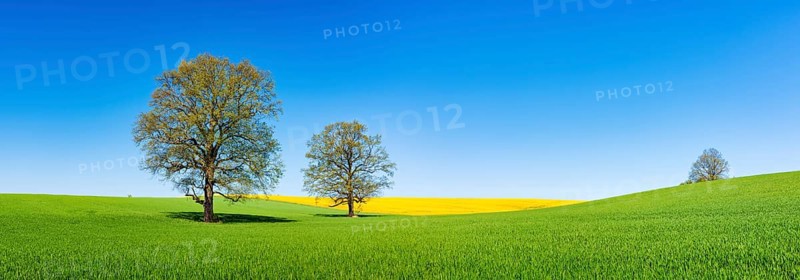 Barleysfield (Hordeum vulgare) with large solitary oaks (Quercus robur) in spring under blue sky
