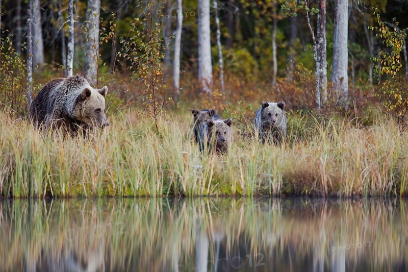 Brown bear (Ursus arctos)