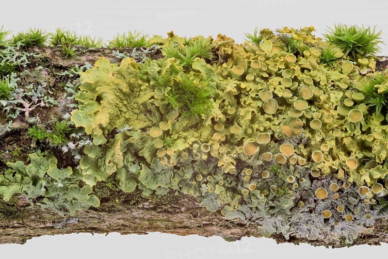 Common orange lichen (Xanthoria parietina)