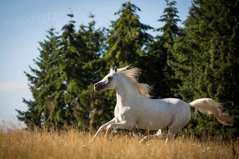 Thoroughbred Arabian grey stallion galloping on the summer pasture