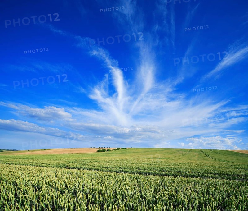 Endless wheat field under blue sky with veil clouds