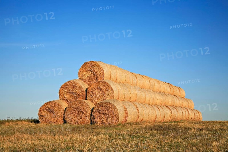Stacked round straw bales at the edge of the field