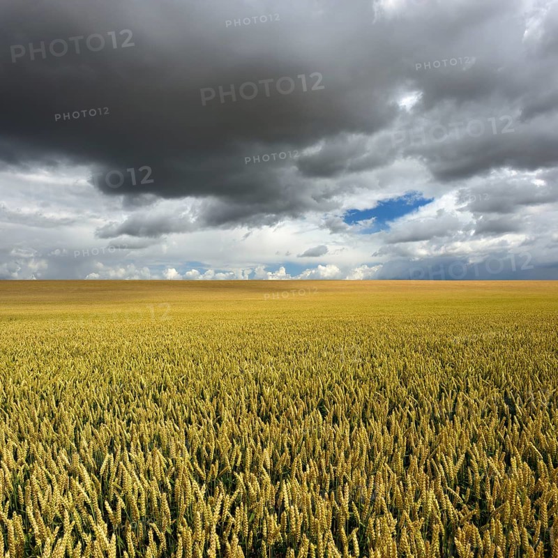 Wheat field under rising dark thunderclouds