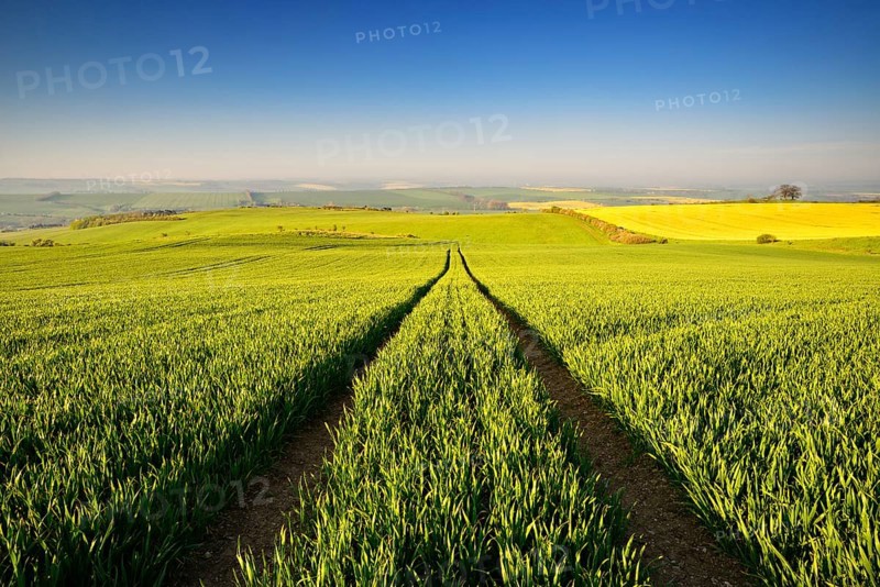 Endless green grain field in spring