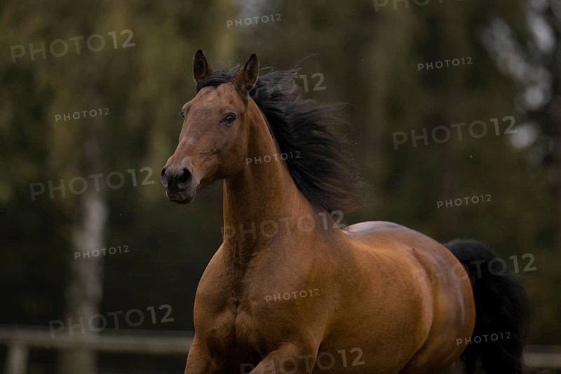 Brown P.R.E gelding in autumn