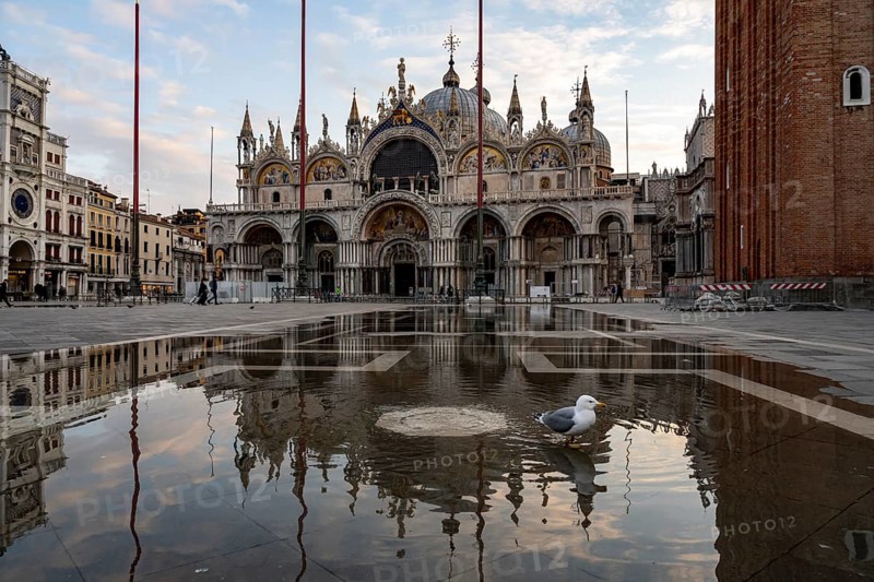 Seagull at Acqua alta in the water at St Mark's Square