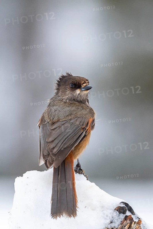 Siberian jay (Perisoreus infaustus) sitting on snowy branch