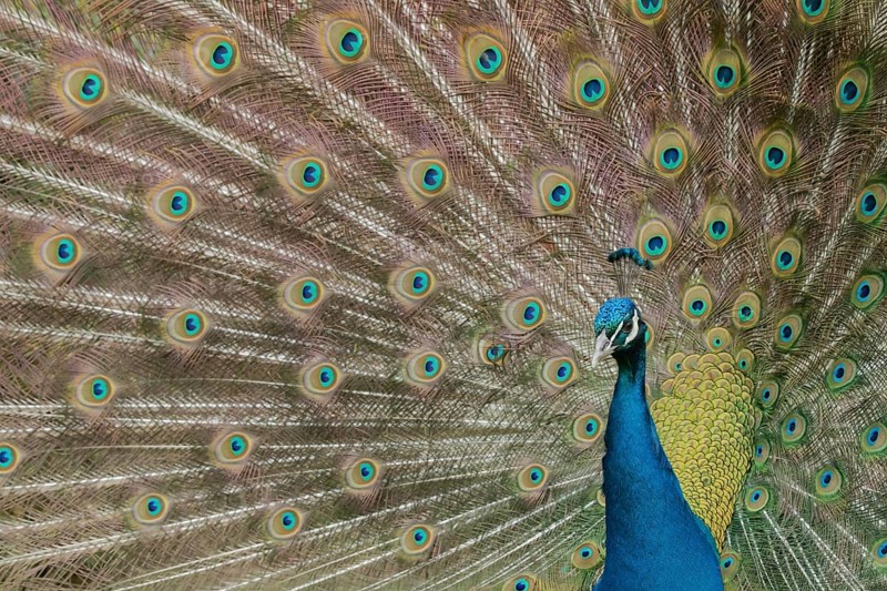 Indian peafowl (Pavo cristatus) adult male bird performing it's display