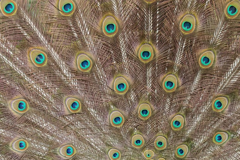 Indian peafowl (Pavo cristatus) adult male bird tail feather during it's display
