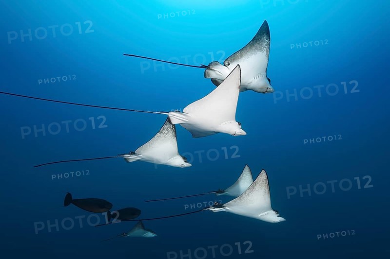 Swarm Spotted eagle rays (Aetobatus narinari)