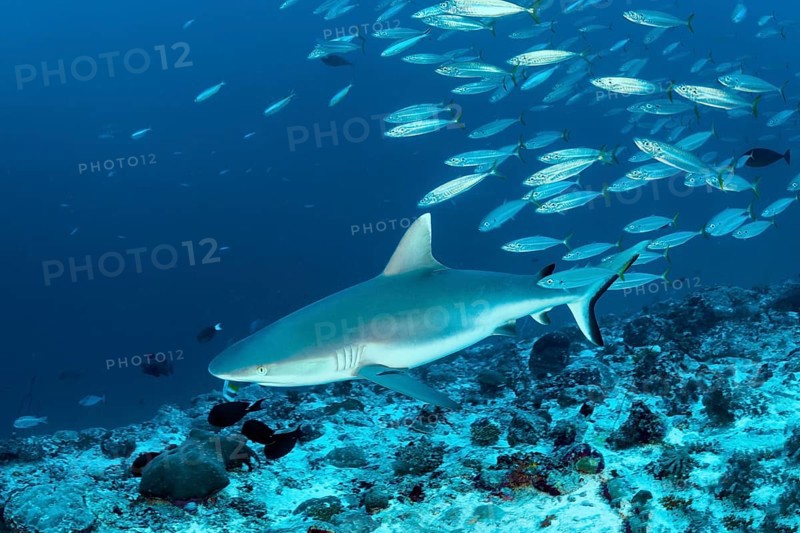 Grey reef shark (Carcharhinus amblyrhynchos)