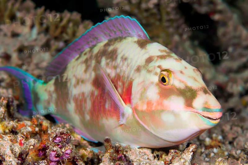 Juvenile Longnose parrotfish (Hipposcarus harid)