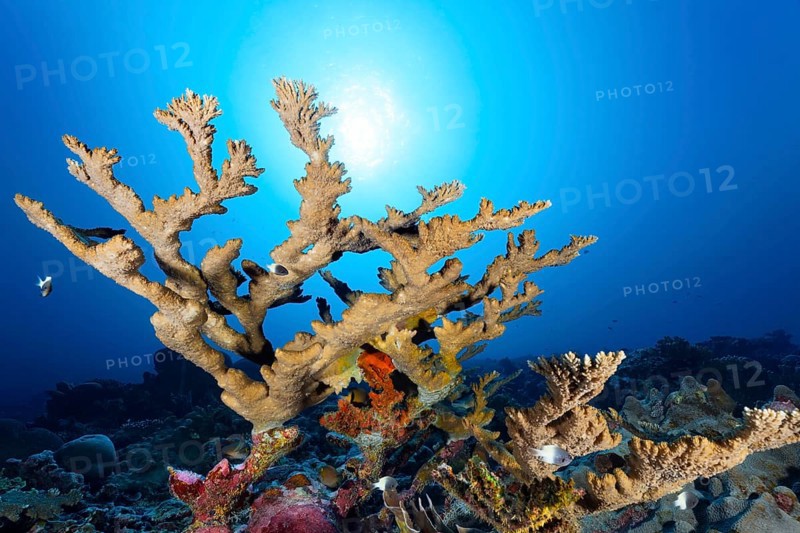 Antler coral