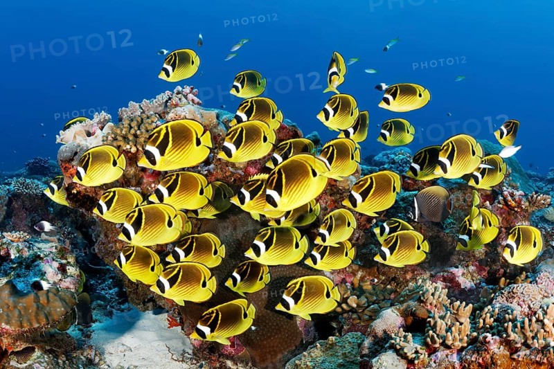 Swarm Raccoon butterflyfishes (Chaetodon lunula)