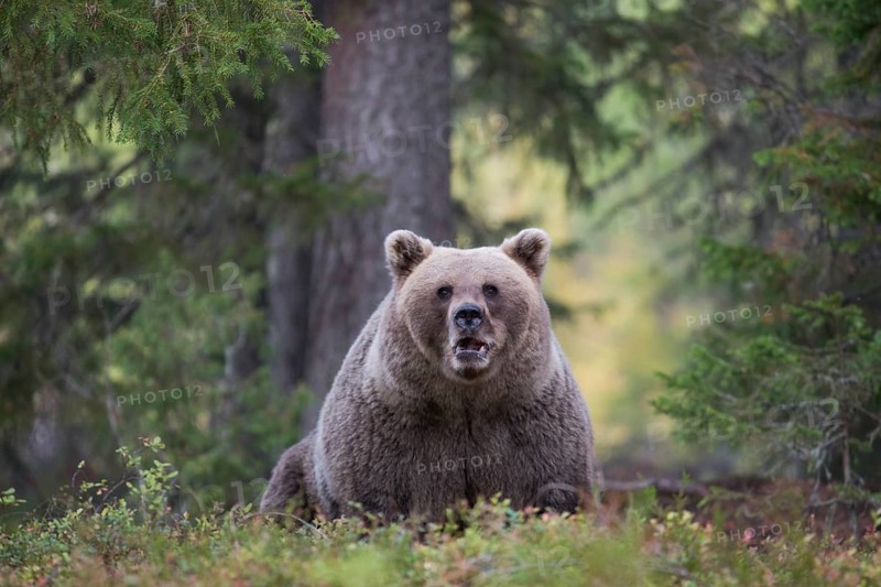 Brown bear (Ursus arctos) in autumn forest of the Finnish Taiga